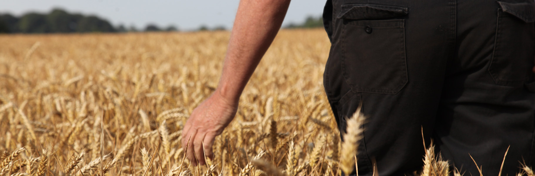 Golden wheatfield at Taylors Farm, Lathom