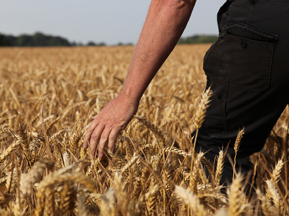 Butcher at work at Taylors Farm Shop